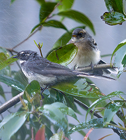 A pair of gray fantails playing under a water spray north of Valley 3 site at Grampians Paradise Camping and Caravan Parkland